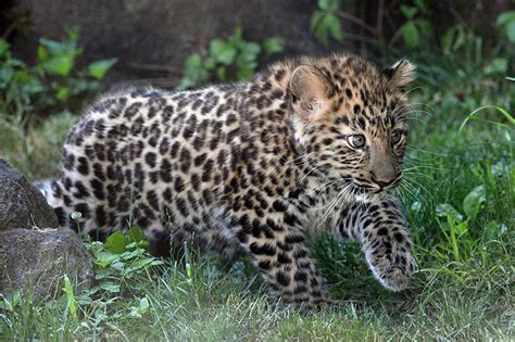 Amur Leopard Cub Ready To Shine At Brookfield Zoo The