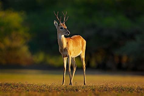 Cerrado Biodiversity Hotspot Worldatlas