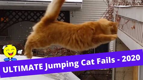 Always Funny Ultimate Jumping Cat Fails 2020 Youtube