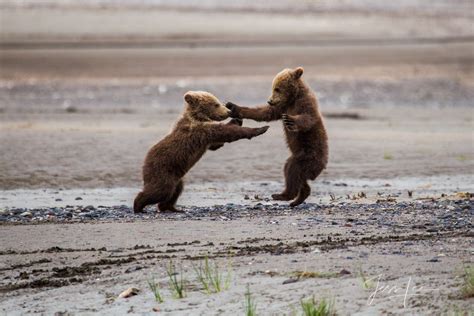 Grizzly Bear Cubs Fighting 161 Alaska Lake Clark Photos By Jess Lee