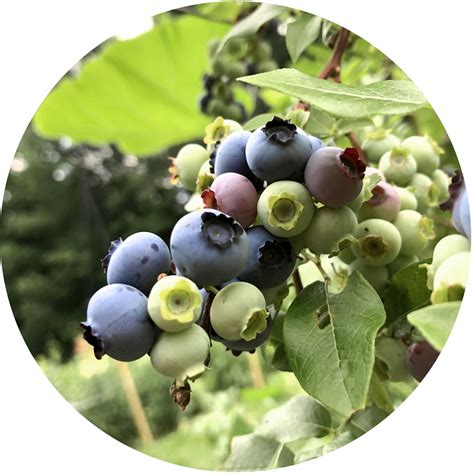 Blueberries Growing Guide Kidsgardening