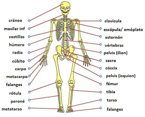 Cu Ntos Huesos Tiene El Cuerpo Humano Curiosidades Info