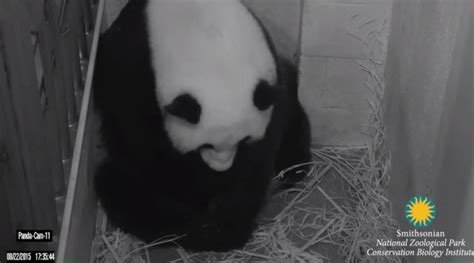 Panda Mei Xiang Gives Birth To Cub At National Zoo In Dc Cgtn America