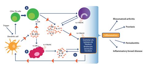 In Vivo Preclinical Models For Immune Mediated Inflammatory Disease