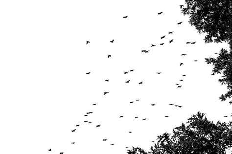 Free Download Hd Wallpaper 14  Birds Bokeh Flock Sky