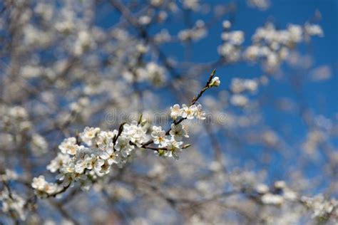 White Plum Tree Blossoms Stock Image Image Of Flower 166195363