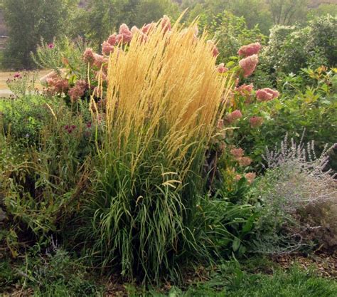Photo Of The Entire Plant Of Feather Reed Grass Calamagrostis X