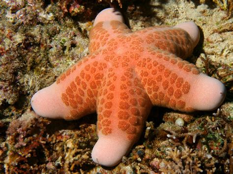 Sea Star Fish Macro Colorful Sea Star Fish Image 26141