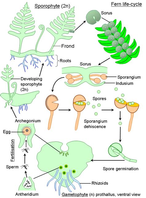 Pteridophytes Life Cycle