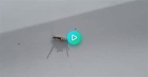 weird caterpillar album on imgur