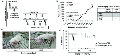 Recurrent Tumor Growth And Survival Of Swiss Mice With Post Surgery