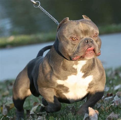 We pride ourselves on the quality of frenchie and service provided. Extreme type of american bully. | pedigree dogs as they ...