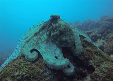 Leendert Oosse Octopus Op Aruba Duikeninbeeld