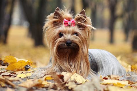 8 Cute Long Haired Dog Breeds Puppy Buddy