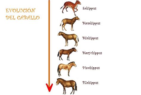 El Mundo De Los Caballos La Evolución Del Caballo 1ª Parte