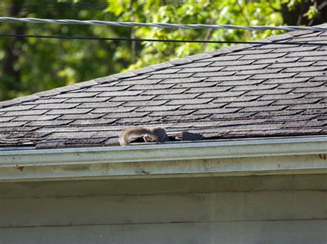 How Much Does It Cost To Remove Squirrels From Attic Critter Control