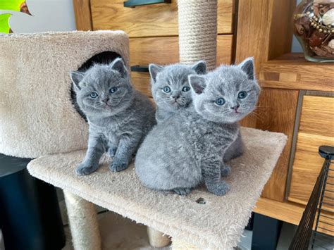 Purebred Blue British Shorthair Kittens For Sale Ukpets