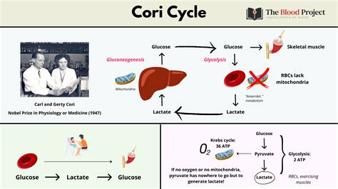 Cori Cycle • The Blood Project