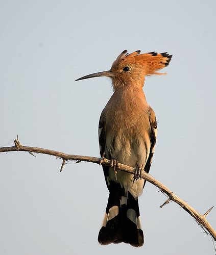 Hoopoe Common Hoopoe Upupa Epops Is A Common Sight In Mo Flickr