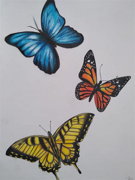 Butterflies Drawing With Colored Pencils Butterfly Drawing Butterfly