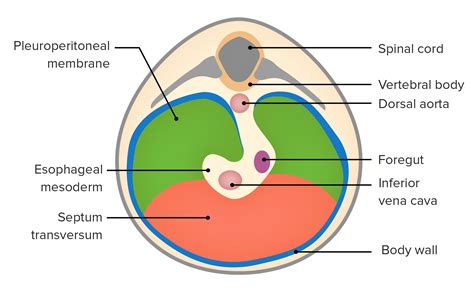 Diaphragm Diagram