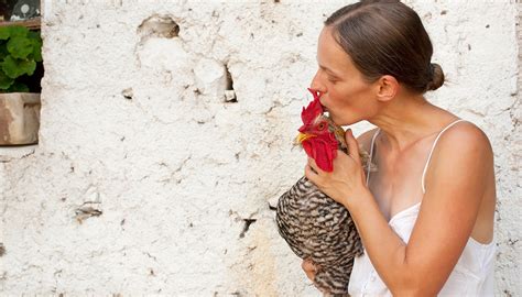 Cdc Reminds People To Stop Kissing Chickens Over Salmonella Fears