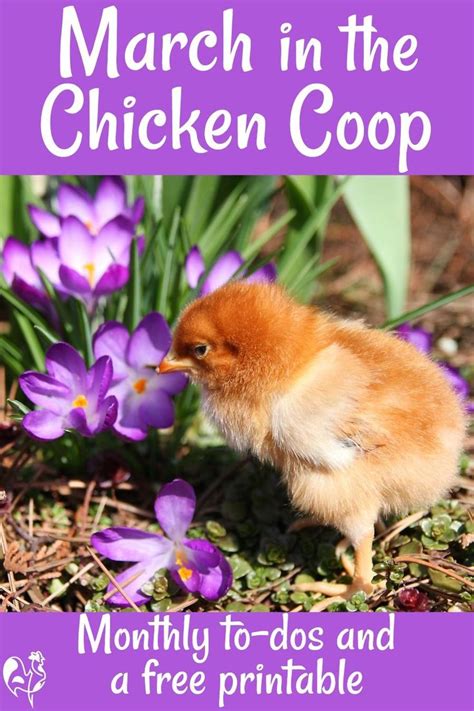 raising chickens in march what to do in the coop raising chickens chickens backyard