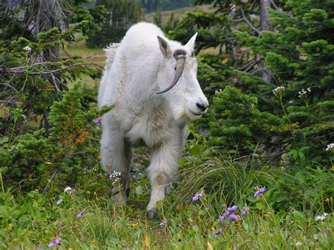 The Most Beautiful Of Glacier National Park Animal National Park