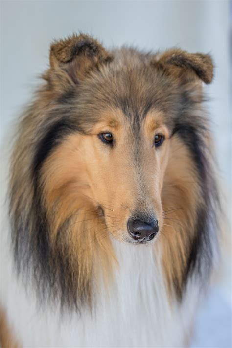 Pin On Х Collie Rough Long Haired Collie