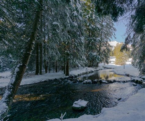 Small Idyllic Mountain Stream In Winter Landscape Forest Stock Image