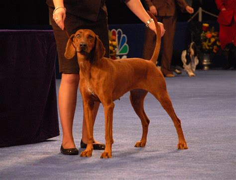 redbone coonhound   lucky   job      flickr