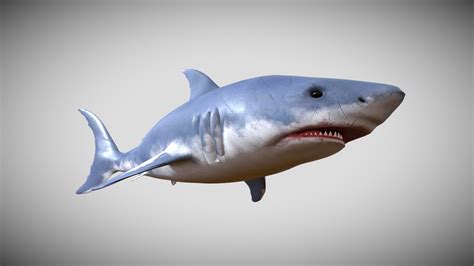 Real Shark Download Free 3d Model By Montassar F D18e5b3 Sketchfab