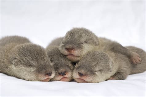 Seaworld Orlandos Newborn Otters In Good Hands Otters Photo 5274069