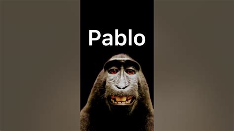 Pablo The Monkey Youtube