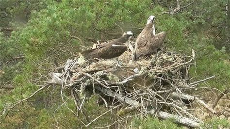 Ospreys Around The Country Are Busy Pairing Up And Incubating Eggs Though It Looks Like One Of