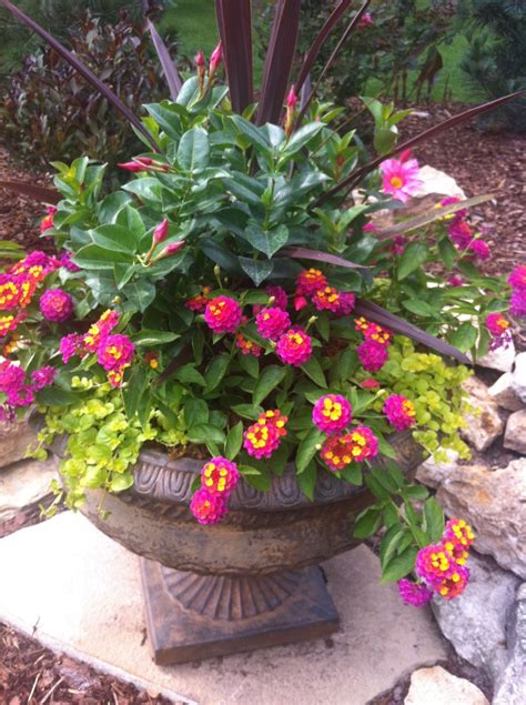 See more ideas about garden containers, container plants, container gardening. Full Sun Container Plants 7 | Patio flowers, Plants, Full ...