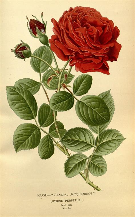 Rose General Jacqueminot Hybrid Perpetual Biodiversity Heritage