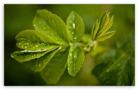Fresh Green Leaves And Water Drops 4k Hd Desktop Wallpaper