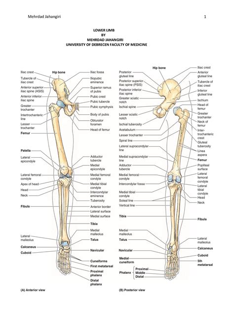 Lower Extremity Skeletal Anatomy
