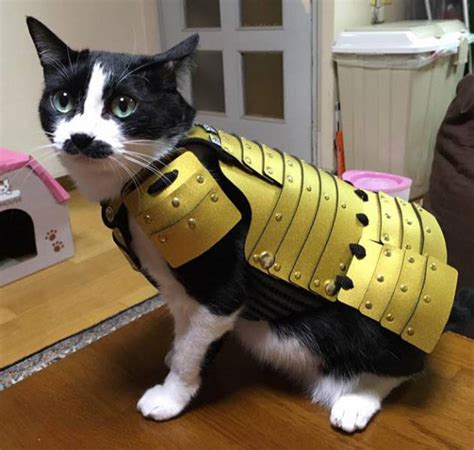 21 Cool Cats Wearing Battle Armor Barnorama