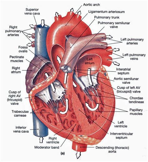 Heart Anatomy Chambers Valves And Vessels Anatomy And Physiology