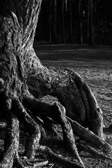 Free Images Landscape Nature Forest Rock Branch Light Black And