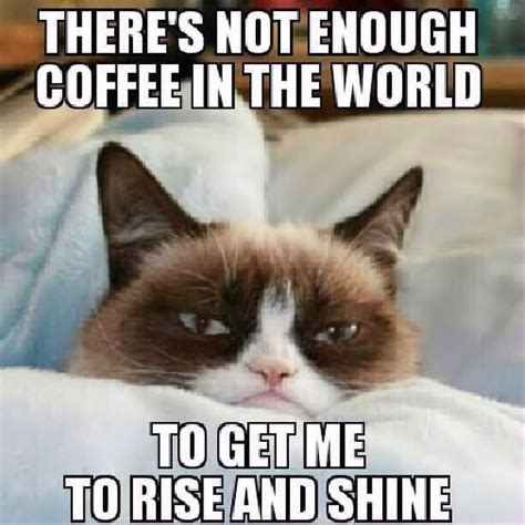 Not Enough Coffee In The World Grump Cat Pictures Photos And Images