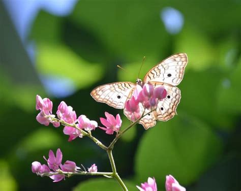 Introduce 126 Imagen Signification Papillon Marron Et Orange Fr