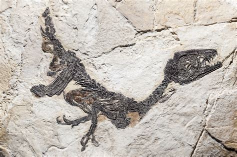 Dinosaur Fossils In Southern Utah