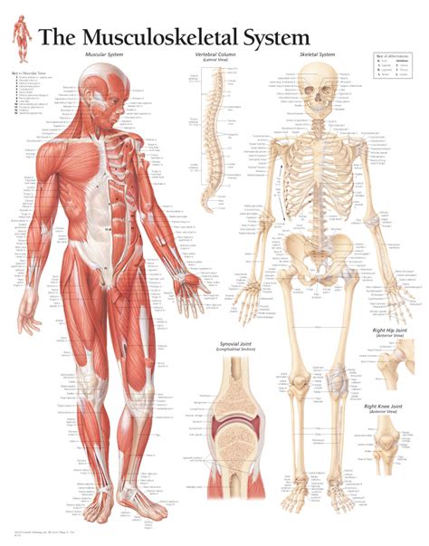 Control of body openings and passages. Musculoskeletal System 1102 - Anatomical Parts & Charts