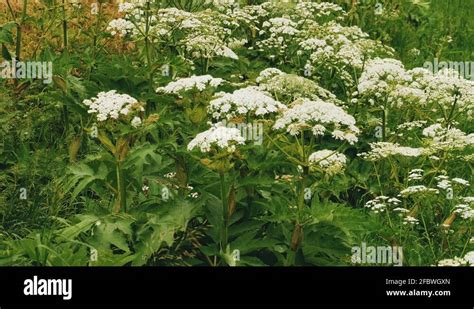 Heracleum Sibiricum Stock Videos And Footage Hd And 4k Video Clips Alamy