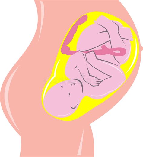 Are you one of those lucky ladies. Baby inside the womb stock illustration. Illustration of ...