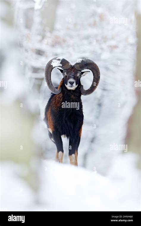 Mouflon Ovis Orientalis Horned Animal In Snow Nature Habitat Close