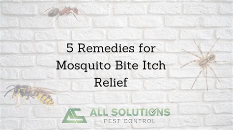 5 Remedies For Mosquito Bite Itch Relief All Solutions Pest Control
